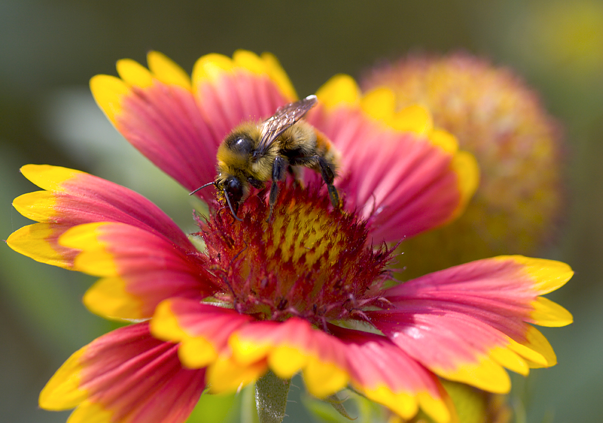 bee on Gallardia