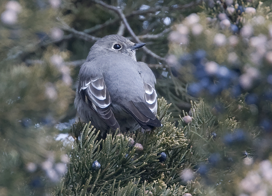 Townsends Solitaire