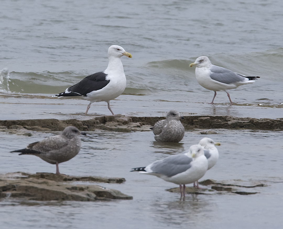 Great Black-backed Gull & Herrings