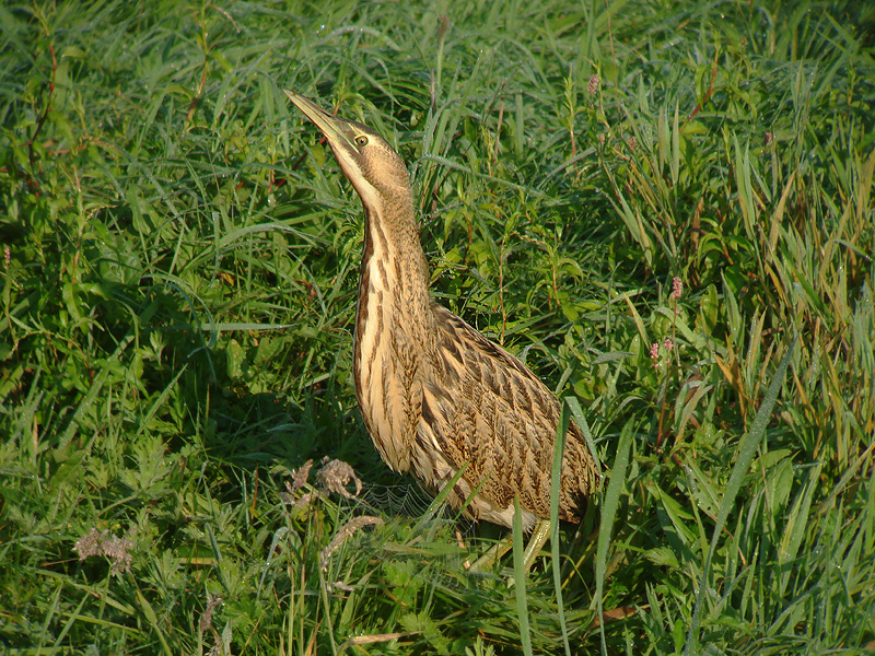 Roerdomp 1