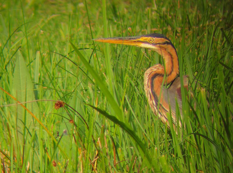 Purperreiger 1
