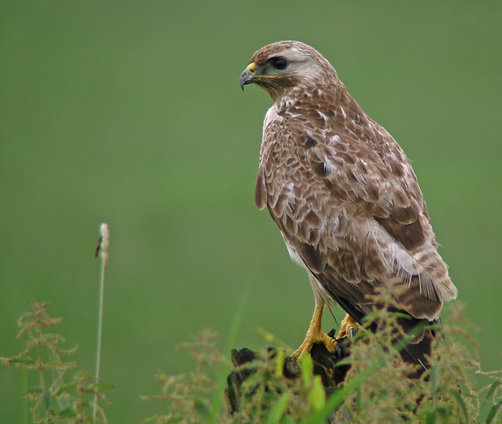 Buizerd 2