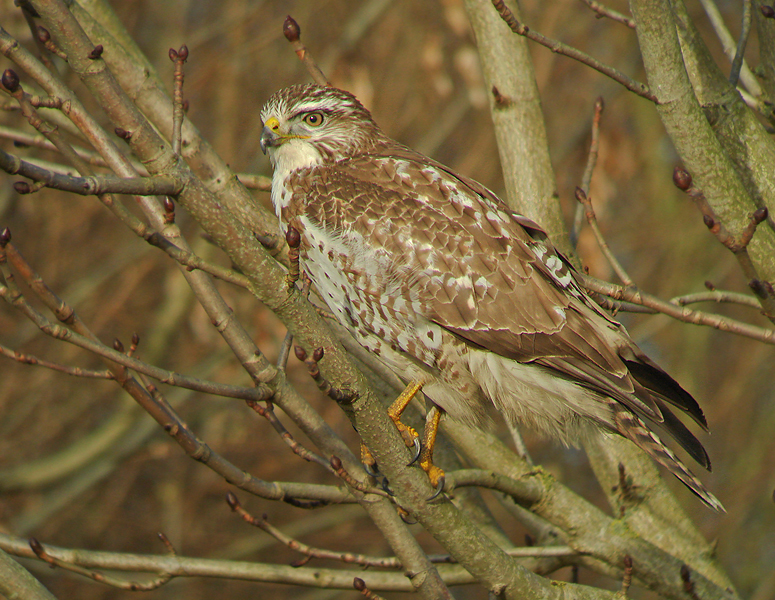 Buizerd 3