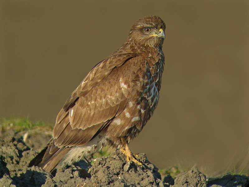 Buizerd 5