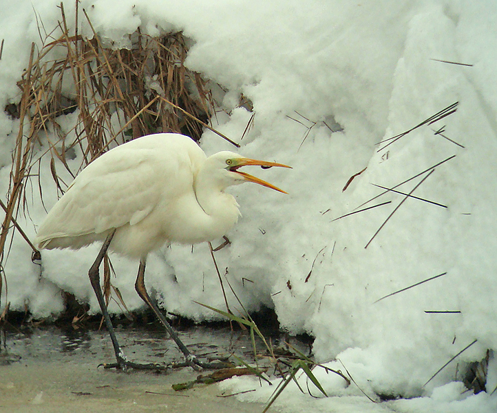 Grote Zilverreiger 3