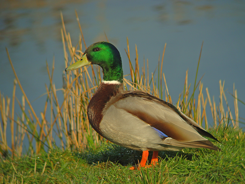Wilde Eend 1