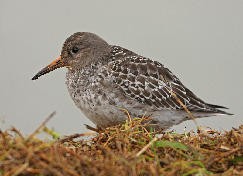 Paarse Strandloper 1
