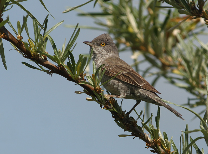 Sperwergrasmus 4