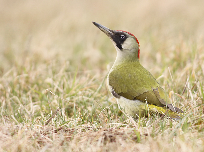 Groene Specht 2