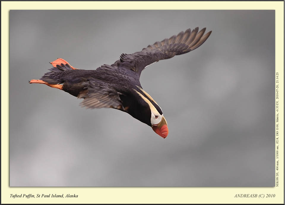 _D3A0234csneat3CR.jpg