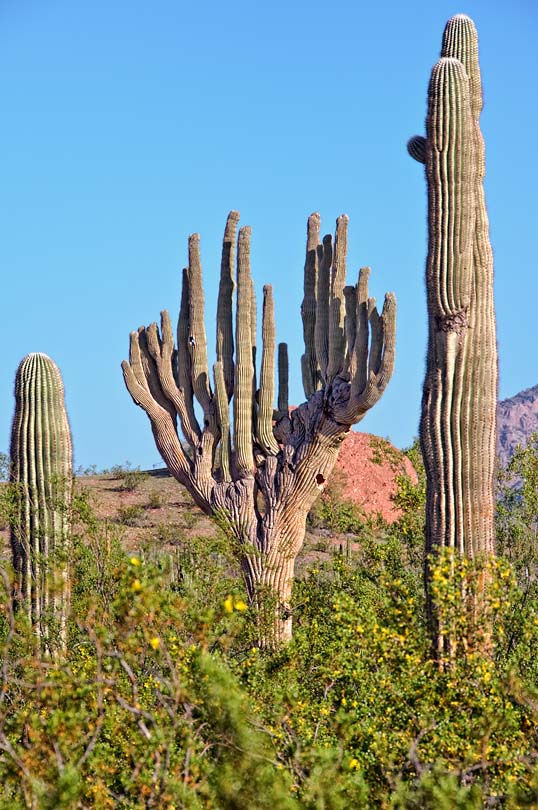 Unusual saguaro
