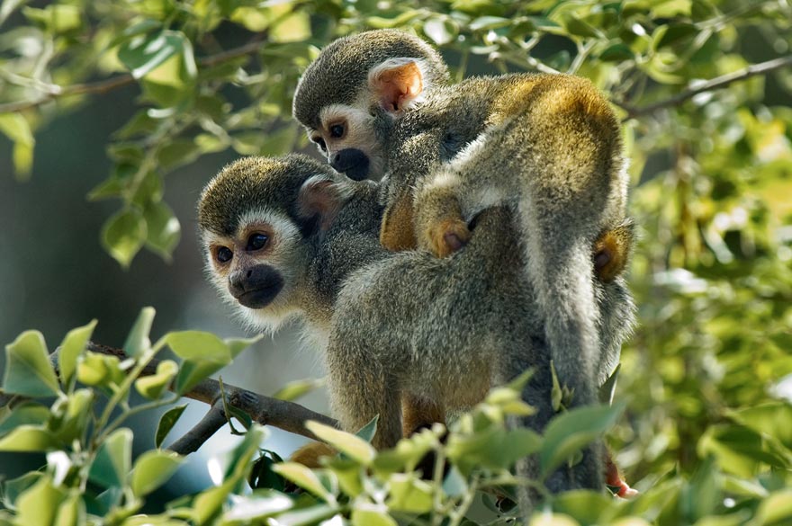 Piggyback