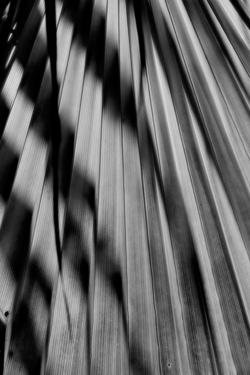 Palm leaf