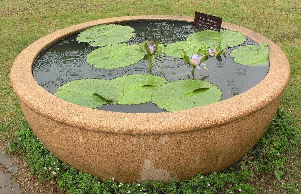 Botanical garden Chiang Mai