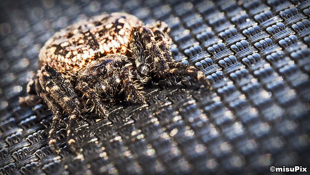 036-2013 Spidy
