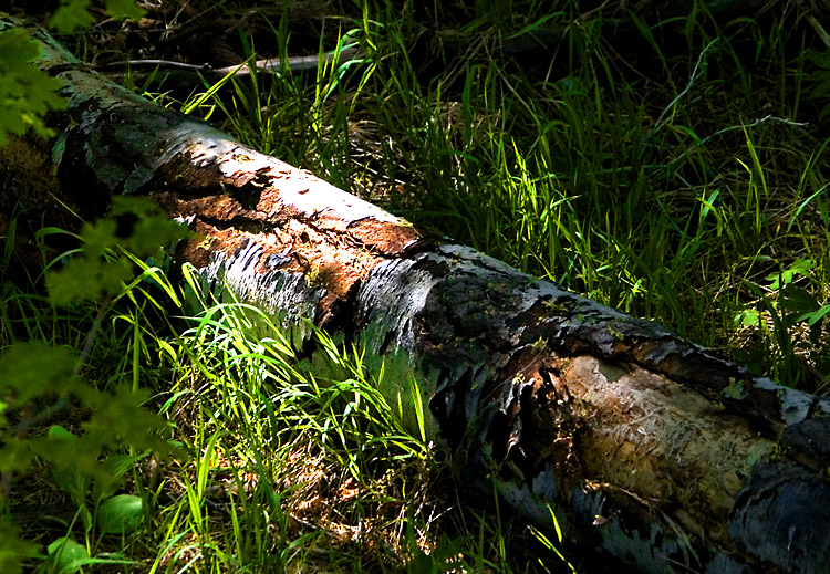 Fallen