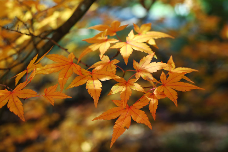 Japanese maple