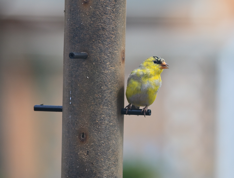 Goldfinch in his spring colours