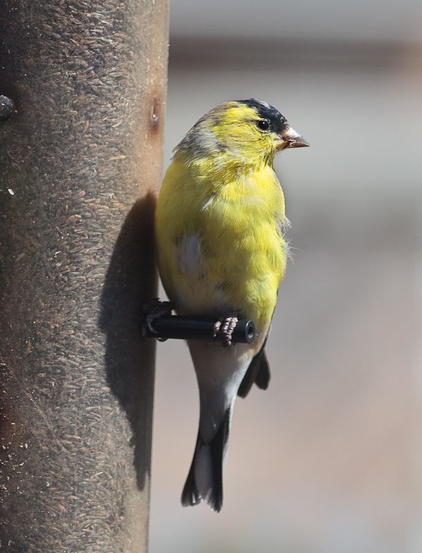 Another Goldfinch