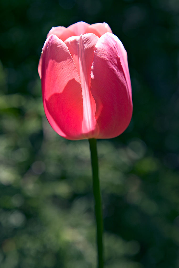 Luminous Tulip