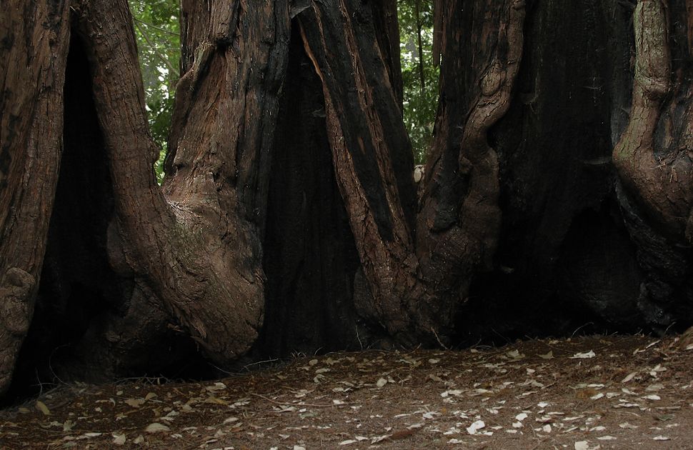 Sequoia fairy ring