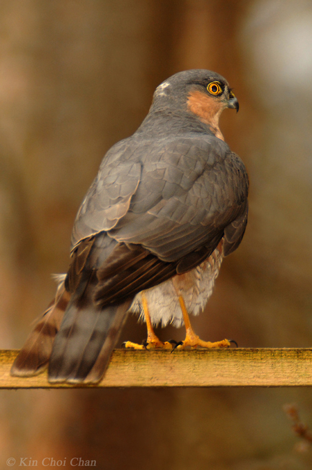 Sparrowhawk (Accipiter nisus)