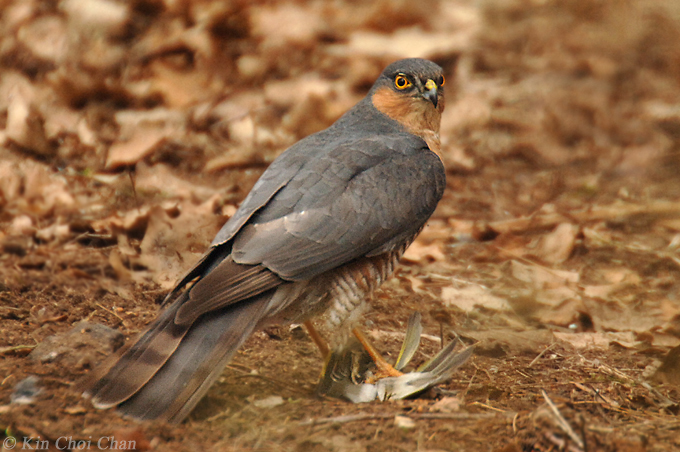 Sparrowhawk (Accipiter nisus)