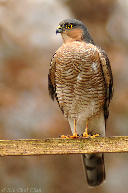 Sparrowhawk (Accipiter nisus)