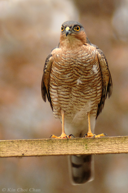 Sparrowhawk (Accipiter nisus)