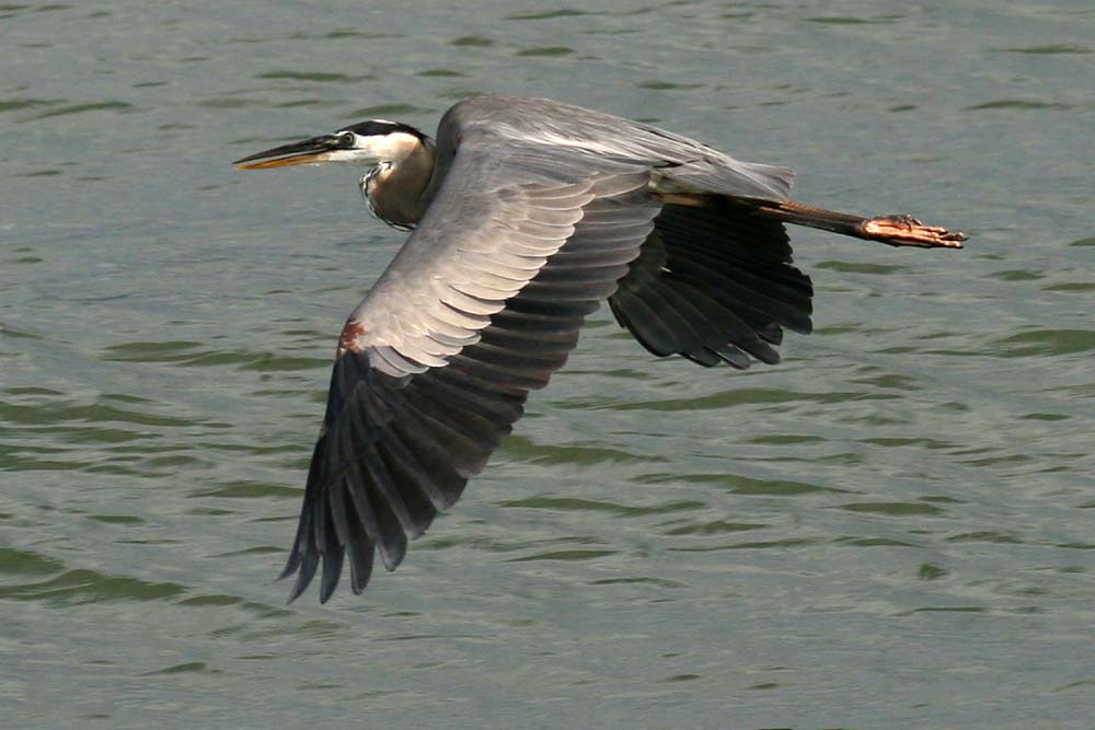 IMG_7308cropeditir.jpg