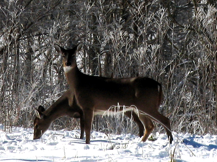IMG_7391cropeditir.jpg