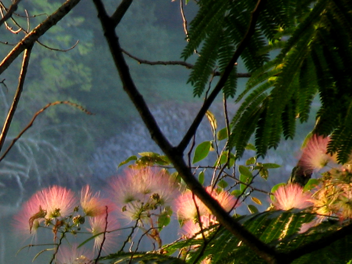 Mimosa tree
