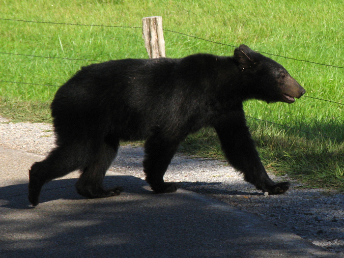 Black Bear, Cades Cove