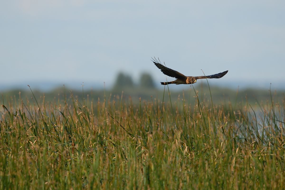 DSC_7193.jpg