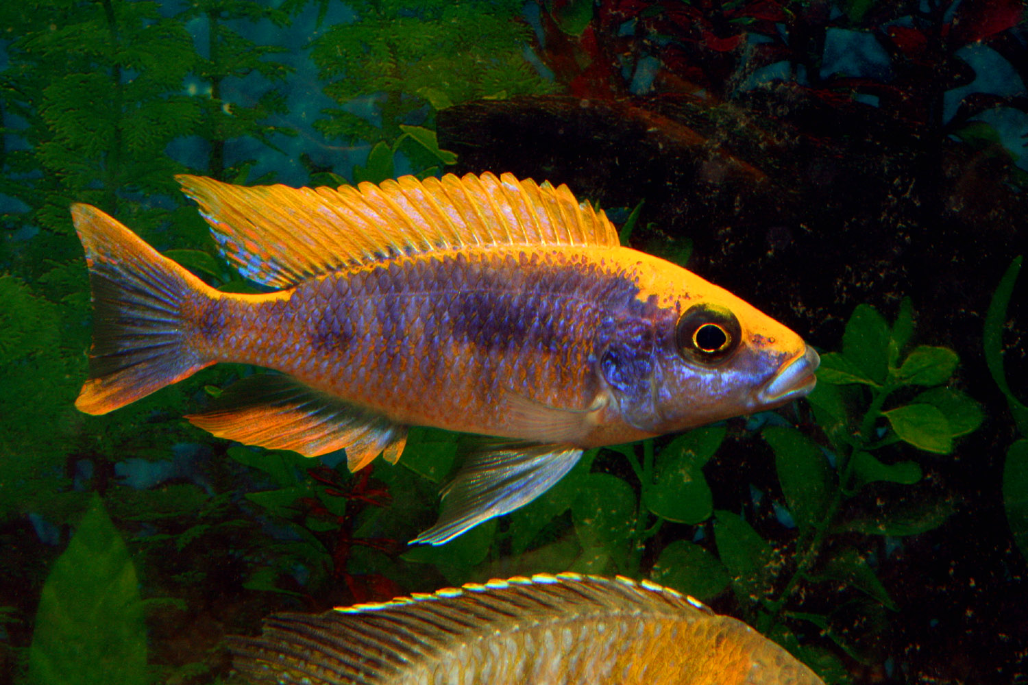 Otopharynx lithobates
