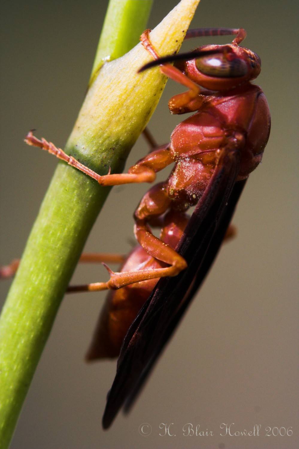 Polistes carolina - Red Wasp