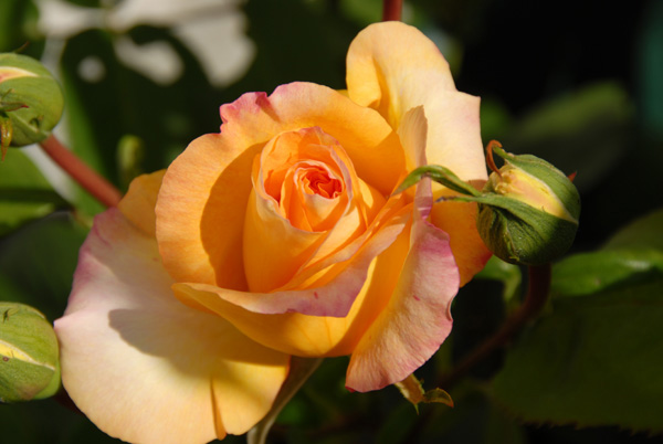 In My Garden