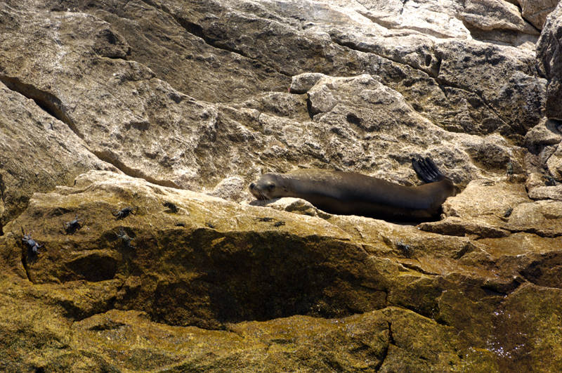 Crab Seal