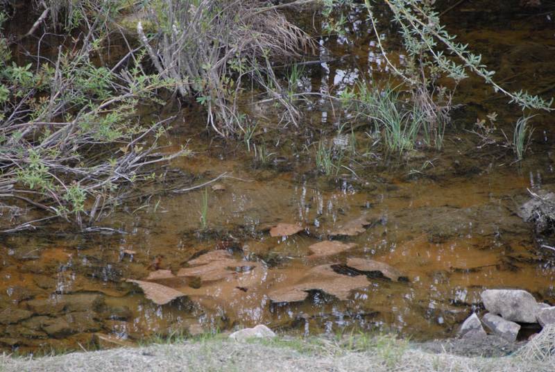 DSC_2005c In the Creek.jpg
