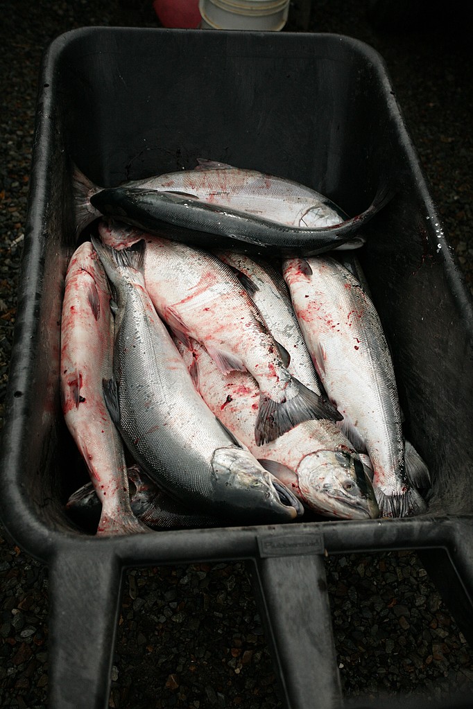 Fish in the wheel barrow