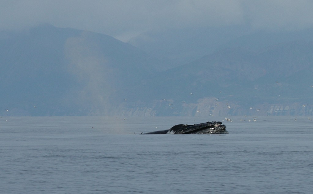 a whale head