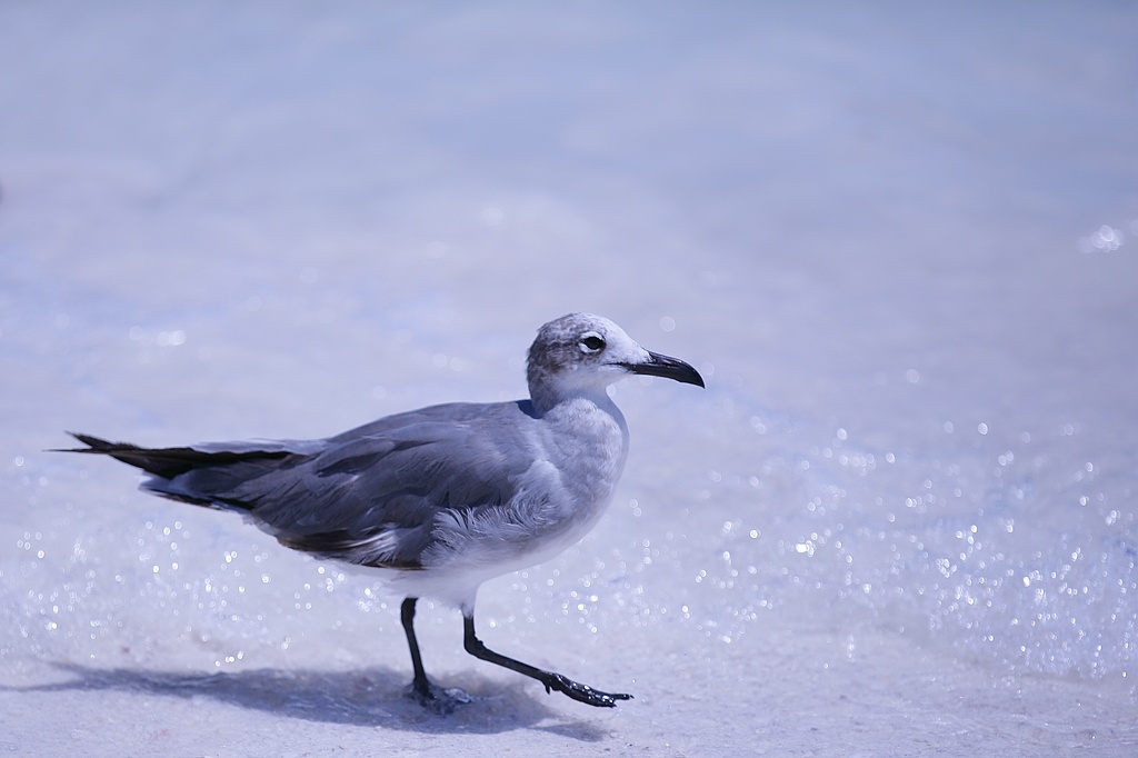Cant post without a seagull shot