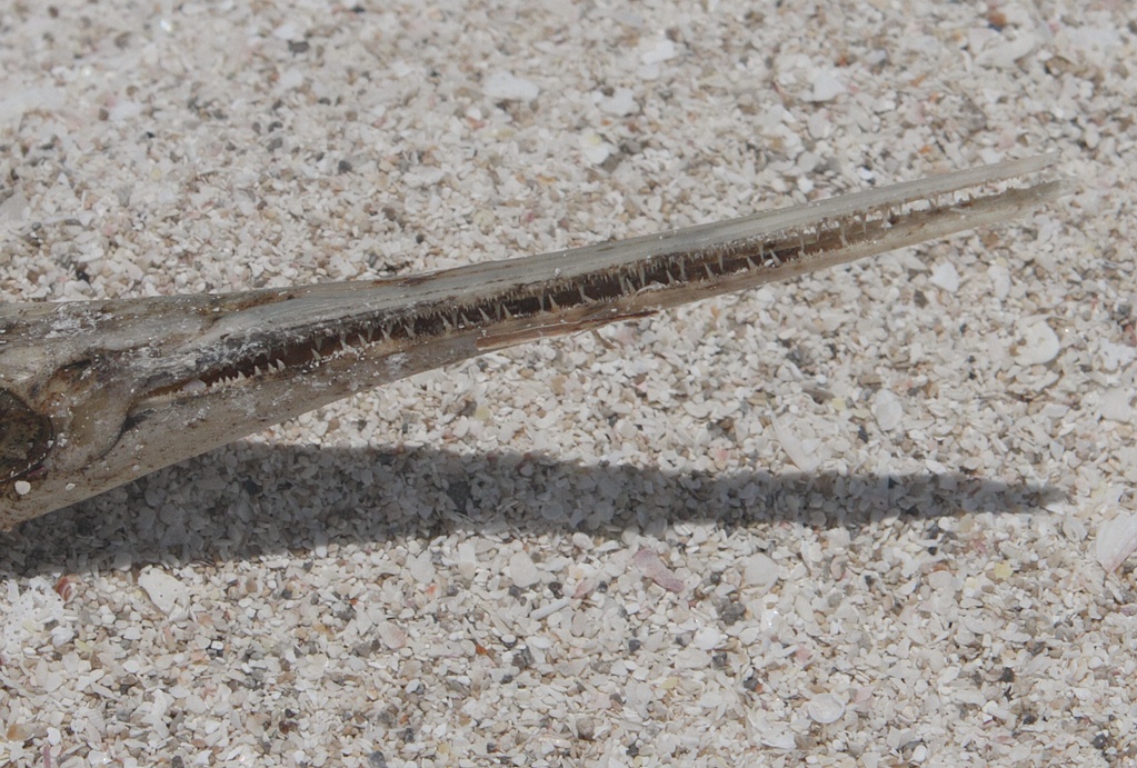 One of the local fish I found dried up on the beach