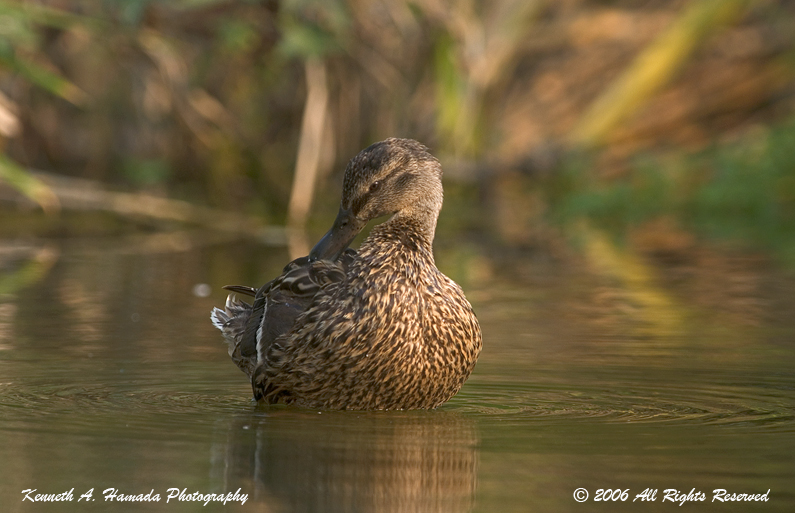 Mallard 002.jpg