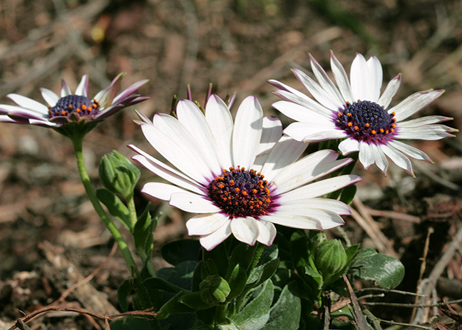 Osteospermum