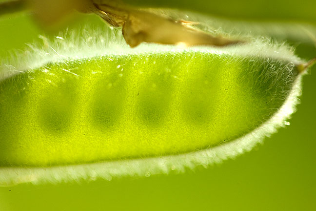Peas in a pod
