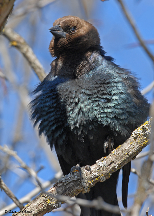 20090320 099 Brown-headed Cowbird - SERIES.jpg