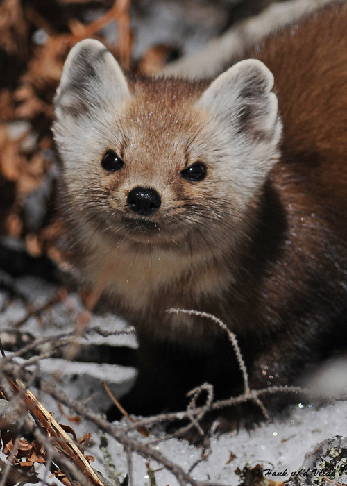 20090317 441 Pine Marten - SERIES.jpg