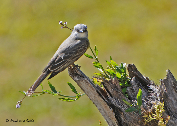 20090212 CR  3 020 Tropical Kingbird.jpg