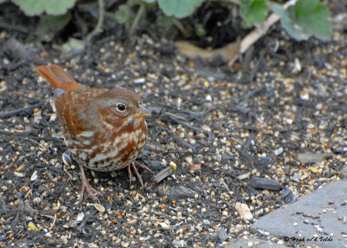 20091020 171 Fox Sparrow.jpg